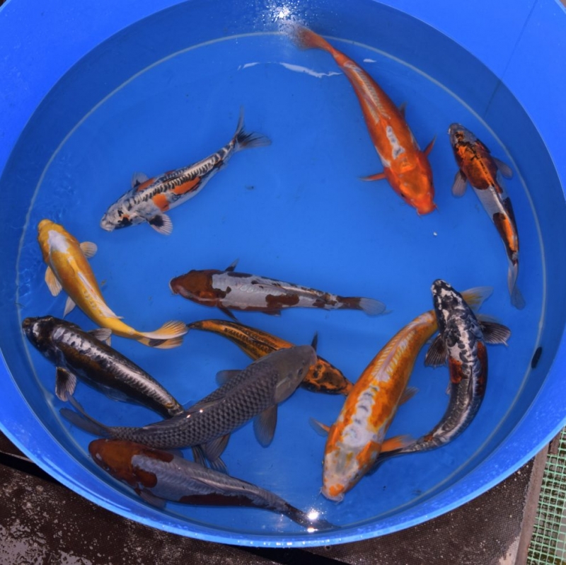 Dies sind Zierfische von ARA KOI